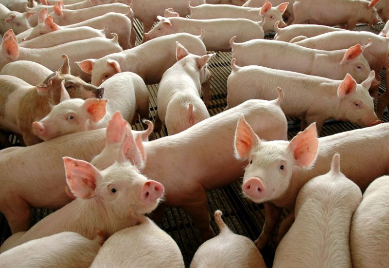 Foto: Divulgação/Pork Expo